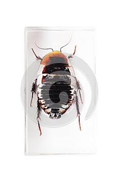 Cockroach isolated on white