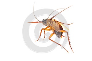 Cockroach isolated on white background.