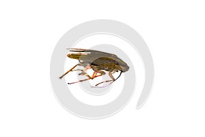 Cockroach isolated on white background