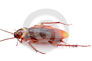 Cockroach isolated on white background.