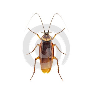 Cockroach