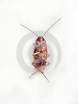 Cockroach isolated on white background.Problem inhome and toilet concept photo