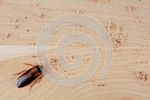 Cockroach in the kitchen. The problem is in the house because of the cockroaches.