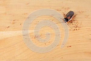 Cockroach in the kitchen. The problem is in the house because of the cockroaches