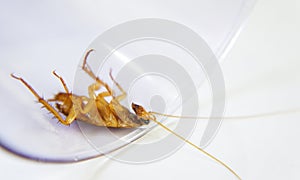 Cockroach laying dead on edge of a glass