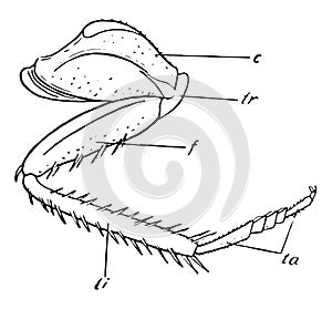 Cockroach Leg, vintage illustration