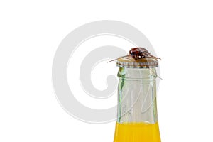 Cockroach lie on the bottle on white