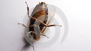 Cockroach lies on its back. White background. Close up