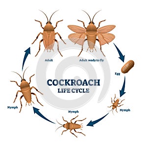 Cockroach life cycle diagram, vector illustration scheme