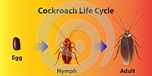 Cockroach life cycle on gradient background