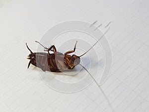 Cockroach lying on his back