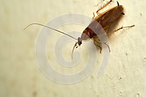 Cockroach macro close up white background