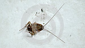 Cockroach nearly dead