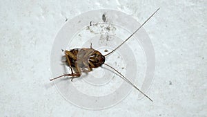 Cockroach nearly dead