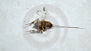 Cockroach nearly dead