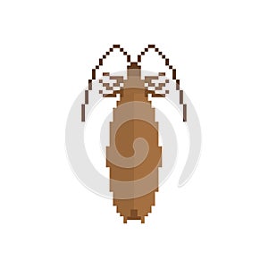 Cockroach Pixel art. Insect 8 bit. Beetle digital. Bug Vector il