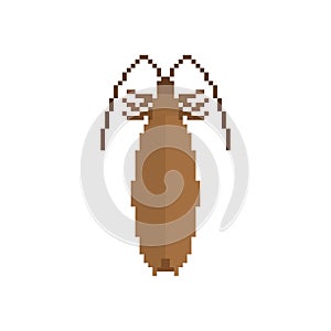 Cockroach Pixel art. Insect 8 bit. Beetle digital. Bug Vector il photo
