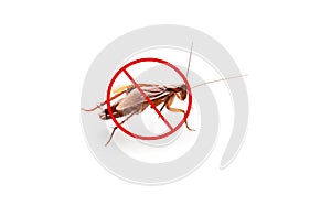 Cockroach with prohibition sign on background. Pest control