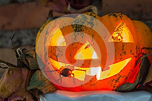 Cockroach and pumpkin