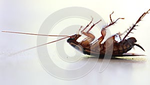 Cockroach or roaches up close. Household pest insects