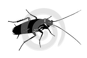 cockroach silhouette black and white vector image Insect portrait, beauty, body line art. For use as a brochure template or for