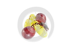 Cockroach sitting and eating grapes, Concept of cleanliness. Cl