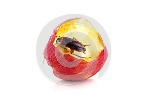 Cockroach sitting and eating on a red apple focus on cockroach