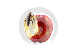 cockroach sitting and eating on a red apple Image isolated on white, studio background