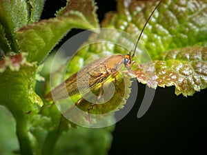 A cockroach sitting on a green leaf