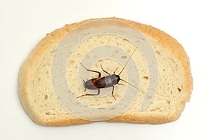 Cockroach on a slice of bread