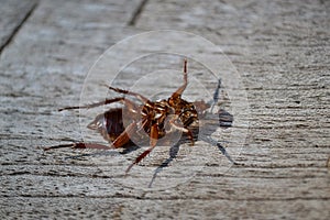 Cockroach slough