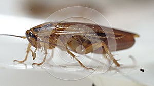 Cockroach standing and wiggling his whiskers macro