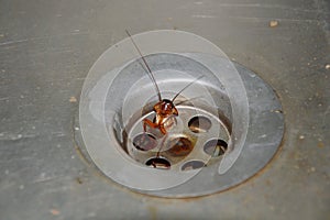 Cockroach struck in sink hole