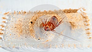 Cockroach struggling on trap with some bait