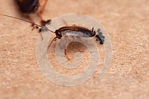 A cockroach stuck to sticky paper. Home of the harmful insect