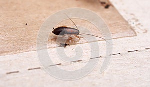 A cockroach stuck to sticky paper. Home of the harmful insect