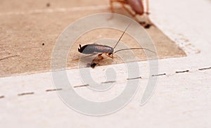 A cockroach stuck to sticky paper. Home of the harmful insect