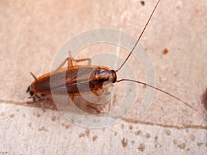 A cockroach stuck to sticky paper. Home of the harmful insect