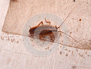A cockroach stuck to sticky paper. Home of the harmful insect