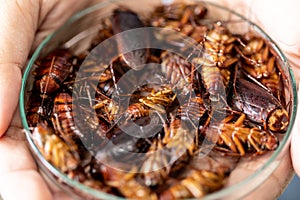 Cockroach for study finding parasites in laboratory.