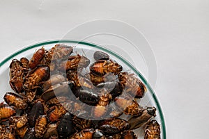Cockroach for study finding parasites in laboratory.