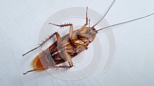 Cockroach on textured white background. Dead cockroach isolated background.