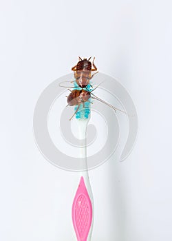 Cockroach on toothbrush isolated on white background