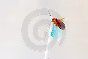 Cockroach on toothbrush isolated on white background