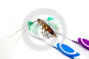 Cockroach on toothbrush isolated on white background. Contagion