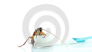 Cockroach on toothbrush and toothpaste isolated on white background. Contagion the disease, Plague,Healthy,Home concept