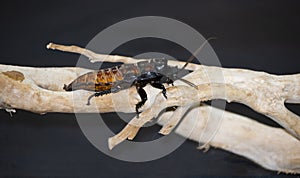 A Cockroach on a  tree breaches on a black background