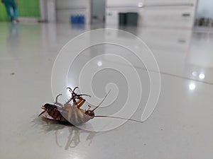 A cockroach is trying to get up after its body flipped over. The cockroach seems to be aware of the camera