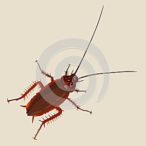 Cockroach vector isolated on white background. Pest insect. Bug top view