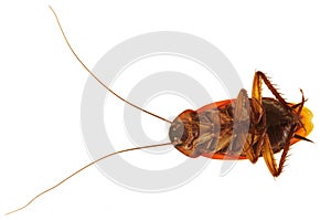 Cockroach ventral view photo